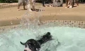 Puppy accidentally falls into the pool