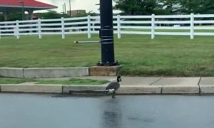 Geese Take Their Time Crossing Busy Road
