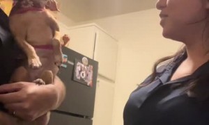 Jealous pup refuses to let her owners kiss