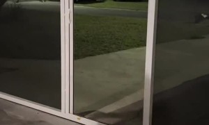 Gypsy the Dog Runs into Garage Screen Instead of Open Door