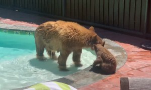 Mama Bear and Cub Use My Pool
