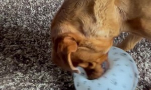 Pup Bounces on Birthday Balloon