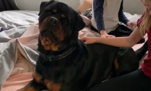 Rottweiler Gets Scolded for Getting up on Bed