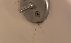 New Apartment Has Some Unexpected Tenants