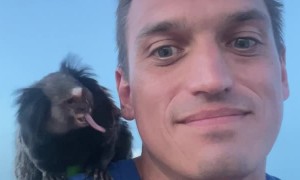 Tongue Contest With a Mila the Marmoset Monkey