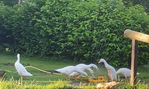 Runner Ducks Love Playing in Sprinkler