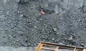 Man 'Babysits' Newborn Deer