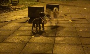 Puppy's First Day at the Dog Park