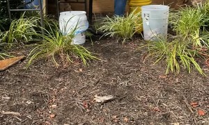 Large Honey Bee Removal in a Sign