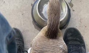 Guys Help Injured Bird Get Help