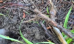 Have You Ever Seen a Mole in Person?