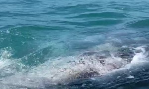 Gray Whale Surprise