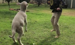 Boy and His Rescue Lamb Are Best Friends