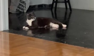 Man Chases Cat, Cat Chases Man