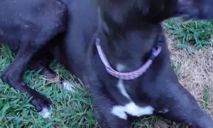 Pup Chewing on Donut Toy Has a Hard Time Seeing