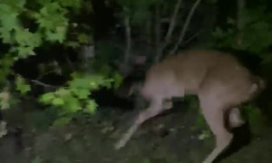 Startled Deer Jumps into Vehicle