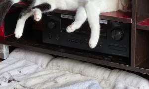 Napping Cat Falls From Shelf and Continues Sleeping