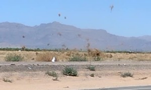 Dust Devil Scrambles Tumbleweeds in Arizona