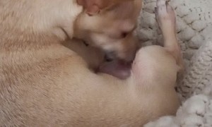 What's My Dog Doing?