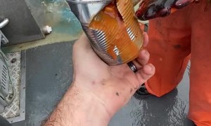 Lobster Cracks Open Canned Food