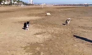 Excited Golden Retriever Knocks Woman Down