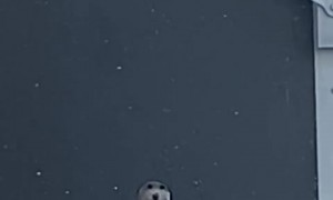 Nosy neighbor pup adorably peeps through balcony hole 