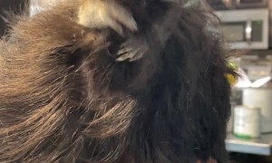 Pet Squirrel Stuffs its Face with Hair