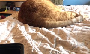 Snicker Doodle the Cat Lectures Owner After Sneeze