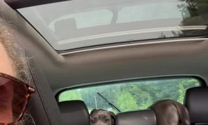 Puppy chooses totally awkward spot during car ride