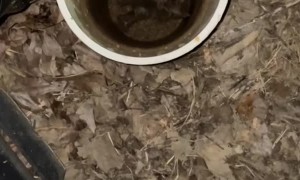 Kitten Rescued from a Tube in Mississippi