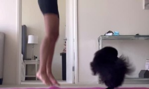 Pomeranian Does Yoga with Owner