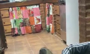 Capybara Comes in for Cuddles