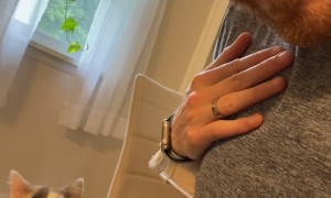 Spumoni the Cat Wants More Pets