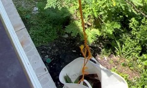 Cat Climbs into Cloth Basket to Be Lifted into House