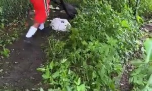 Catching a Gator With Bare Hands