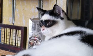 Zorro, the Masked Cat