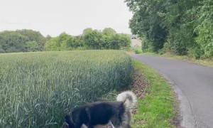 Husky Bounds Through Wheat Field
