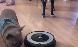 Dog Vomit Gets Instantly Scooped Up by Robot