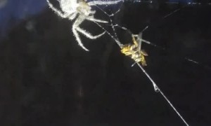 Spider Catches Yellow Jacket in Its Web