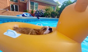 Holly the Corgi Relaxes Aboard the USS Corg