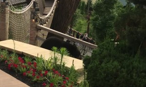 Black Bear Breaks into Anakeesta Amusement Park