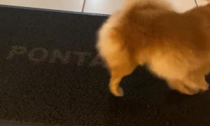 Pomeranian Cleans off Paws on Doormat