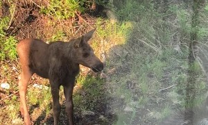 What is Ham the Cat Looking at Through the Window?