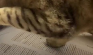 Cat Pulls Paper From Printer
