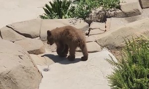 Bear Family Pool Party