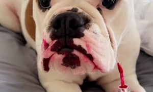 Layla the Bulldog Gets into Lip Stain