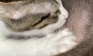 Cat Tries to Nurse From Male Dog