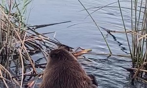 Beaver Takes a Bath