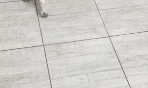 I Taught My Dog to Fetch Me Drinks