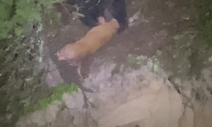 Bear Kills White-Tailed Deer